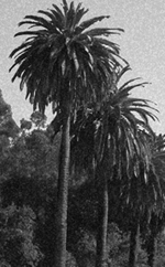 California palms
